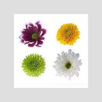 Хризантема Novelty