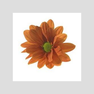 Хризантема Papaya