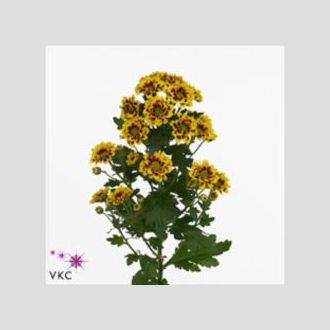 Хризантема Raisa