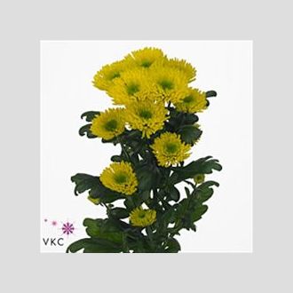 Хризантема Ranomi