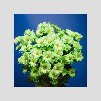 Хризантема Reagan Dyed Green