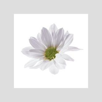 Хризантема Reagan White