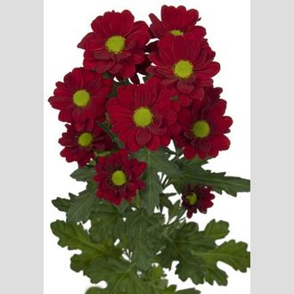 Хризантема Redstart