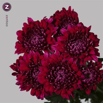 Хризантема Riyantoo