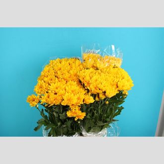 Хризантема Sonero