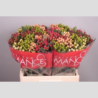 гиперикум MIX Rainbow