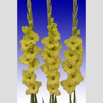 гладиолус зелёный