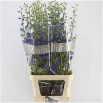 дельфиниум Du Blue