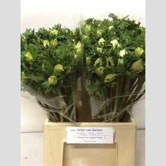 анемон белый