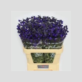 дельфиниум En. Atlantis