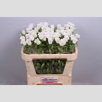 кампанула белая