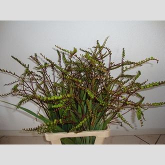 крокосмия Berry