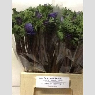 анемон синий