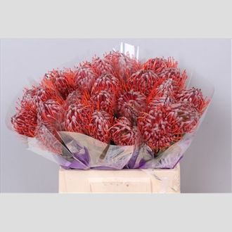 леикоспермум Scarlet Ribbon