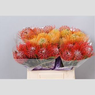 леикоспермум МИКС