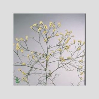 лимониум China White