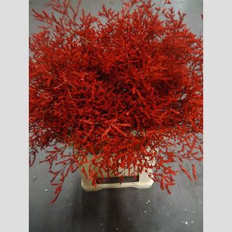 лимониум Dyed Red