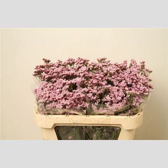 лимониум MR. Silver Pink