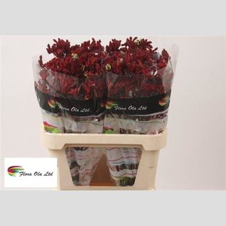 анигозантос