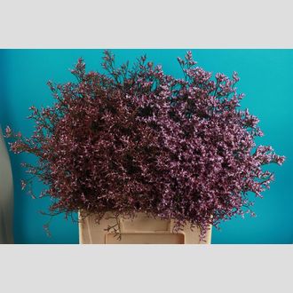 лимониум Safora Lilac