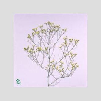 лимониум Yellow Diamond