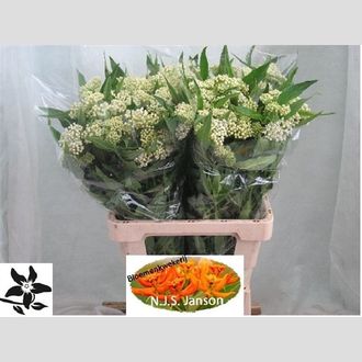 асклепия Ice Ballet