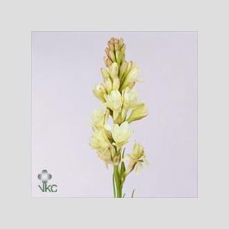 полиантес Tuberosa