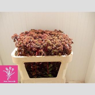 седиум красный