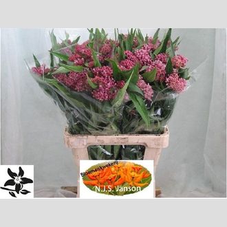 асклепия Soulmate