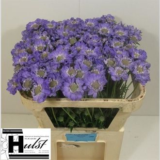 скабиоза фиолетовая