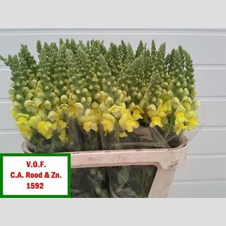 смарагон жёлтый