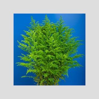 солидаго крашенное бледое синее