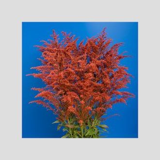 солидаго крашенное золотое