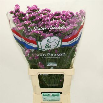 статица Rose Sun Birds