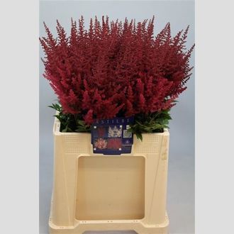 астилба Paul Gaarder