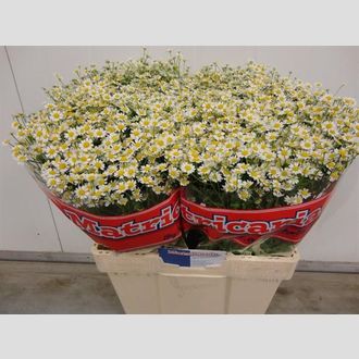 танацентум Victory Single