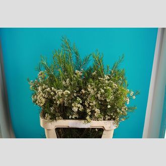 хамелациум Ofir