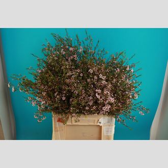 хамелациум Orchid