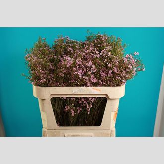 хамелациум Windy Pink