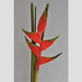 хелекония Bihai