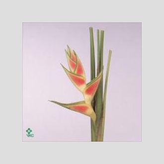 хелекония Wgneriana