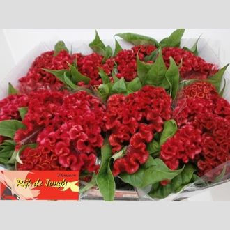 целозия Red Flame