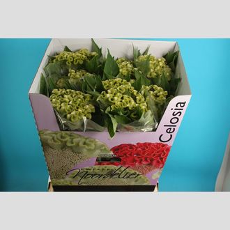 целозия Spring Green