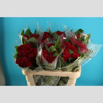 целозия Avt Dara