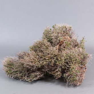 эуфорбия Spinosa