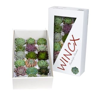 эхиверия 14см