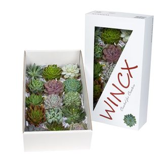 эхиверия 16см