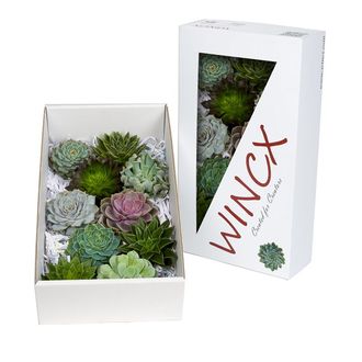 эхиверия 20см