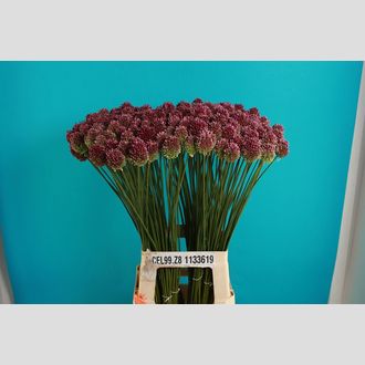 алиум Sphhearocephalon