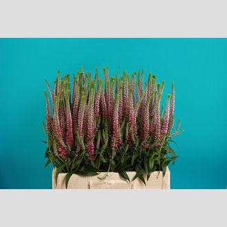 вероника Arees Alexia